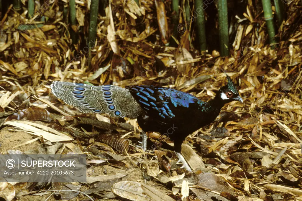 Palawan Peacock-Pheasant - Male (Polyplectron emphanum). endemic to Palawan  I. Philippines. Vulnerable species. - SuperStock