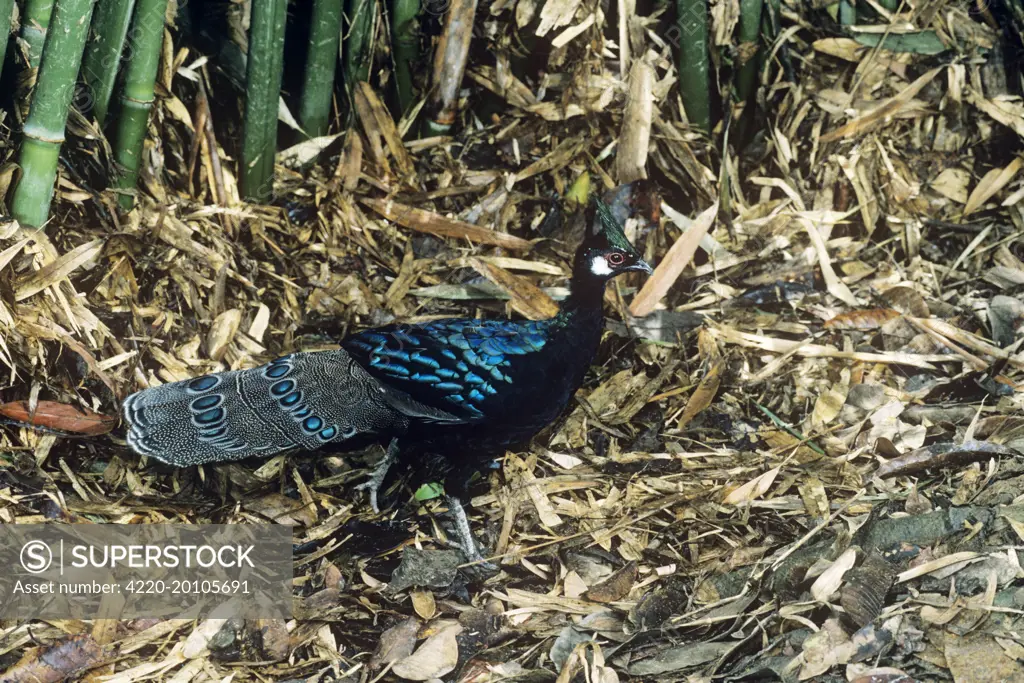 Palawan Peacock-Pheasant (Polyplectron emphanum) male (Polyplectron emphanum). Endemic to Palawan Islands; vulnerable, Philippines.