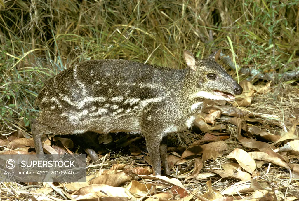 Indian Chevrotain / Spotted Mouse Deer (Moschiola meminna). Tamil Nadu, India. Nocturnal.