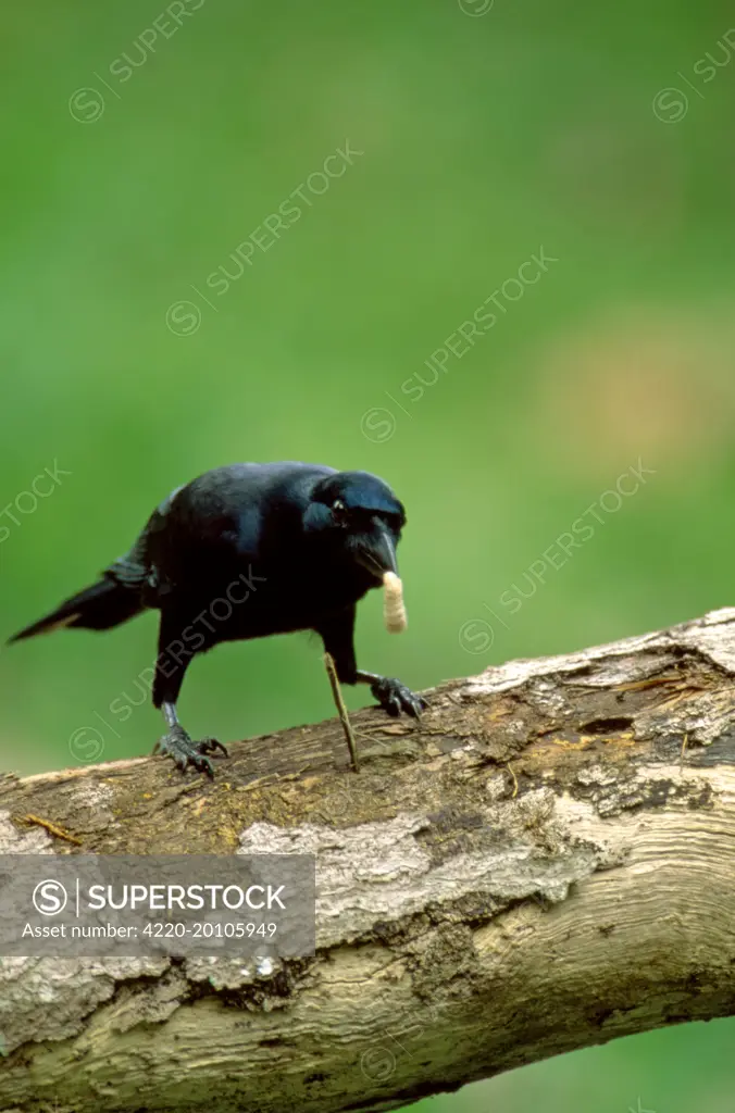 New Caledonian Crow - Using tool to dislodge worms (Corvus moneduloides). New Caledonia.