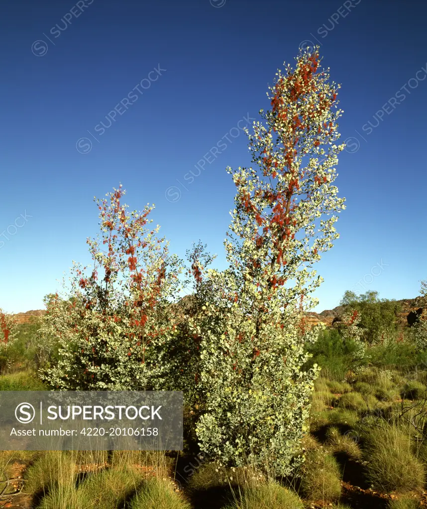 Prickly / Holly Grevillea (Grevillea wickhamii). Purnululu National Park, Kimberley region, Western Australia.