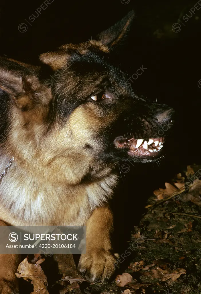 German Shepherd / Alsatian - Snarling showing severe aggression with teeth showing 