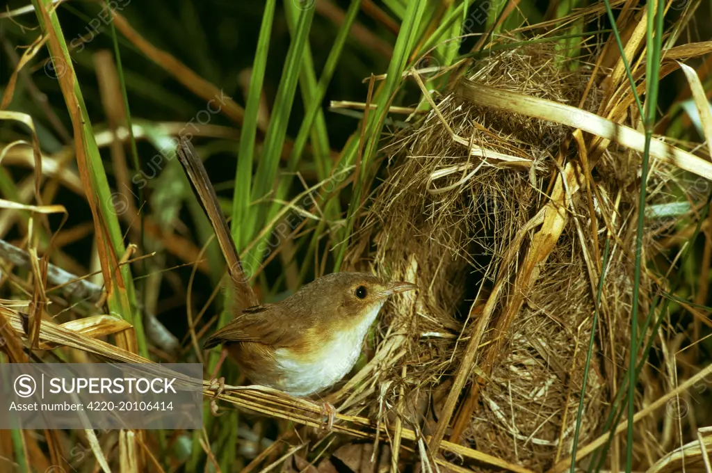 Red-backed Fairy-wren - Female at nest (Malurus melanocephalus). Northern New South Wales, Australia.