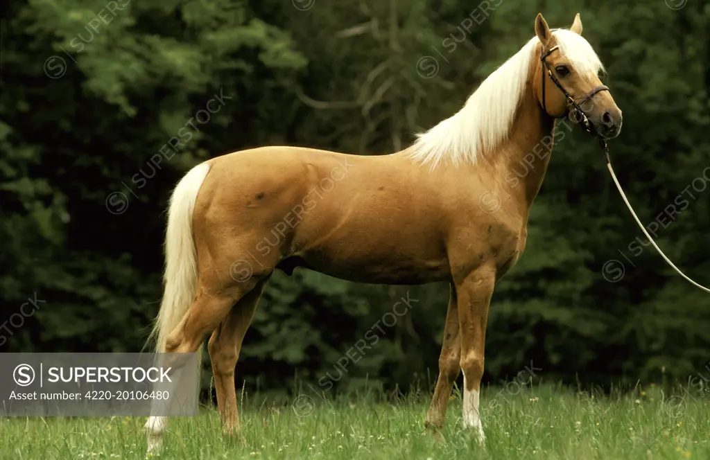 Horse - Palomino pony on rein 