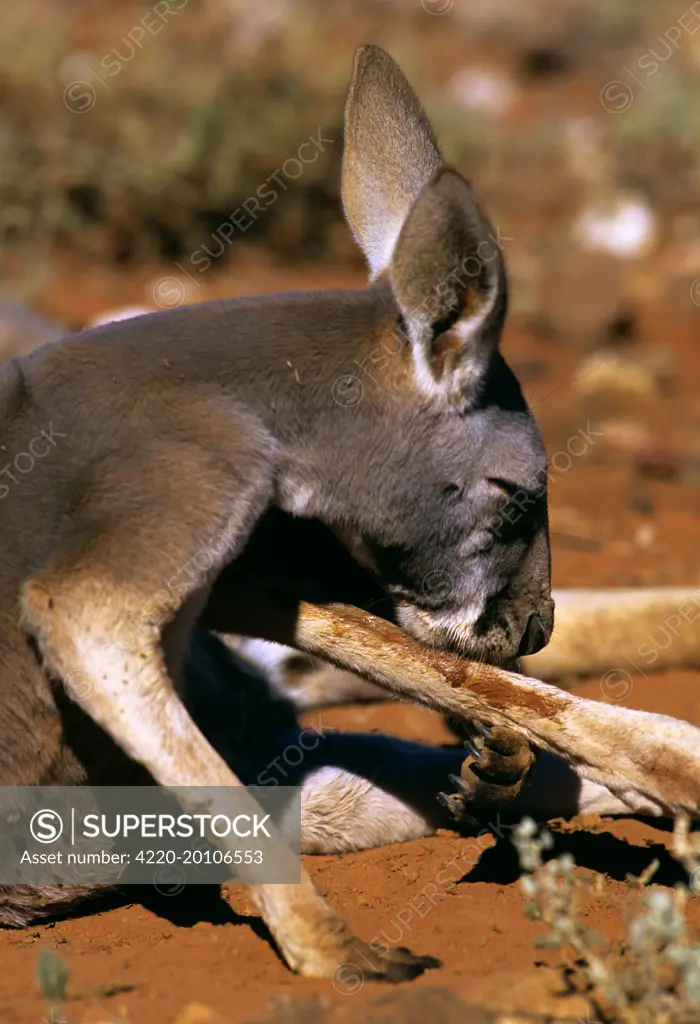 Red Kangaroo - Licking leg to cool down (by evaporation) (Macropus rufus). Western New South Wales, Australia.