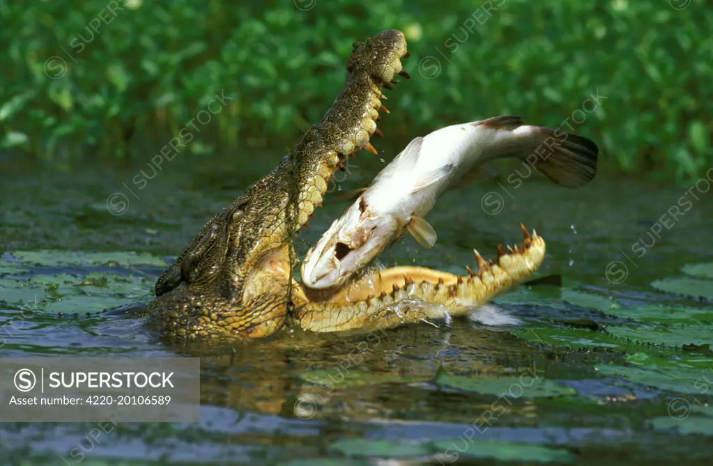 Estuarine / Saltwater Crocodile - With jaws wide open eating Barramundi (Lates calcarifer) (Crocodylus porosus). Kakadu National Park (World Heritage Area) , Northern Territory, Australia.