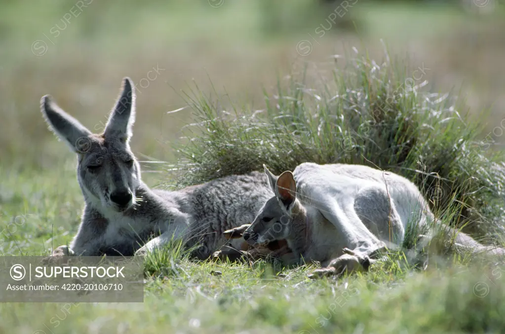 Red Kangaroo - female blue flyer &amp; joey (Macropus rufus ). Megaleia rufa.