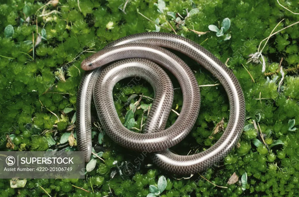 Blind SNAKE (Typhlina nigrescens)