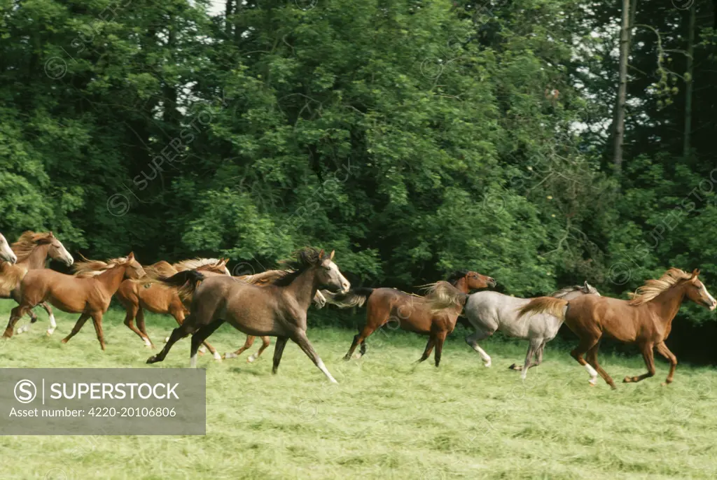 ARAB HORSE - group, running  