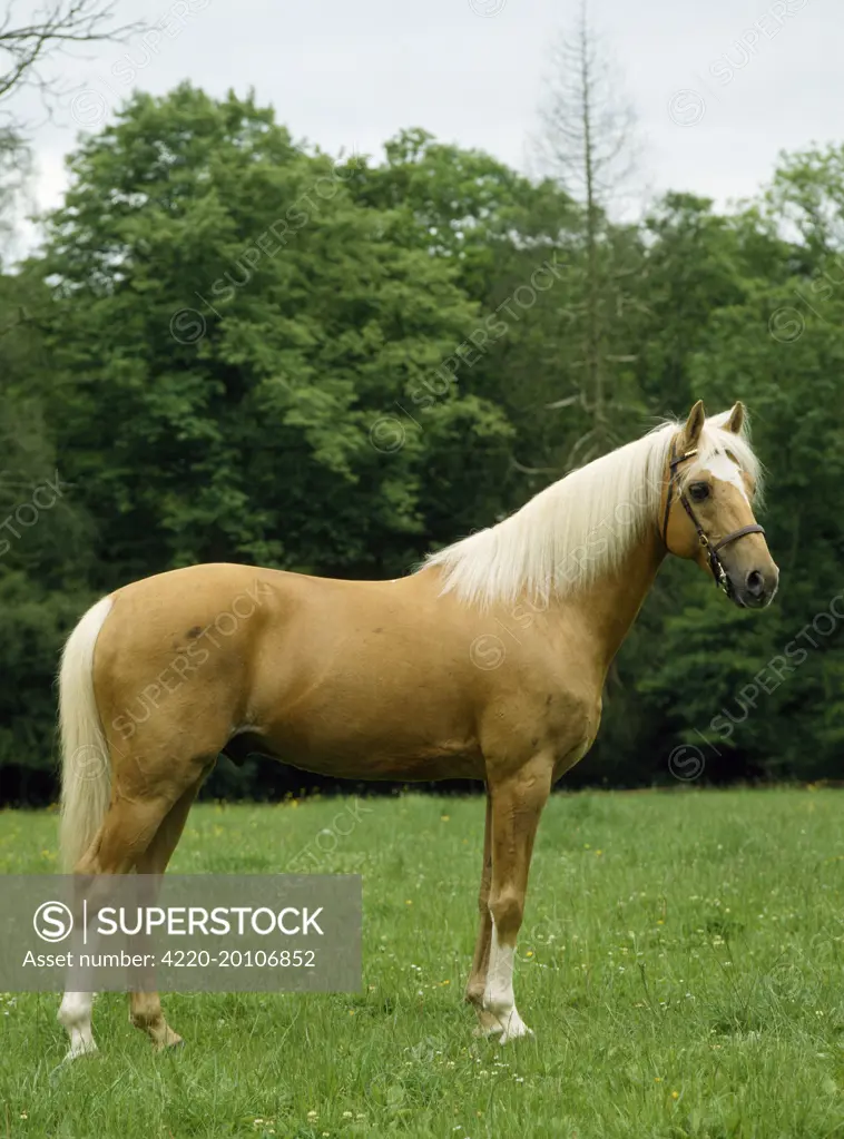 Palomino Horse - Pony in meadow 