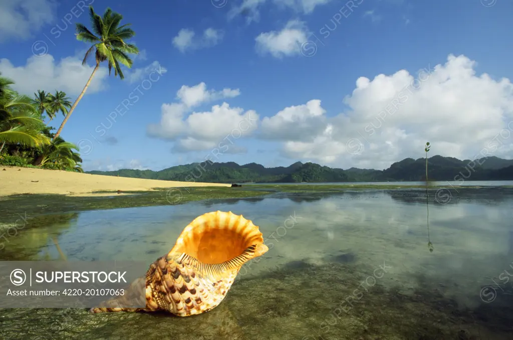 Giant Triton Shell  (Charoura tritoucs ). Matangi Island Fiji.