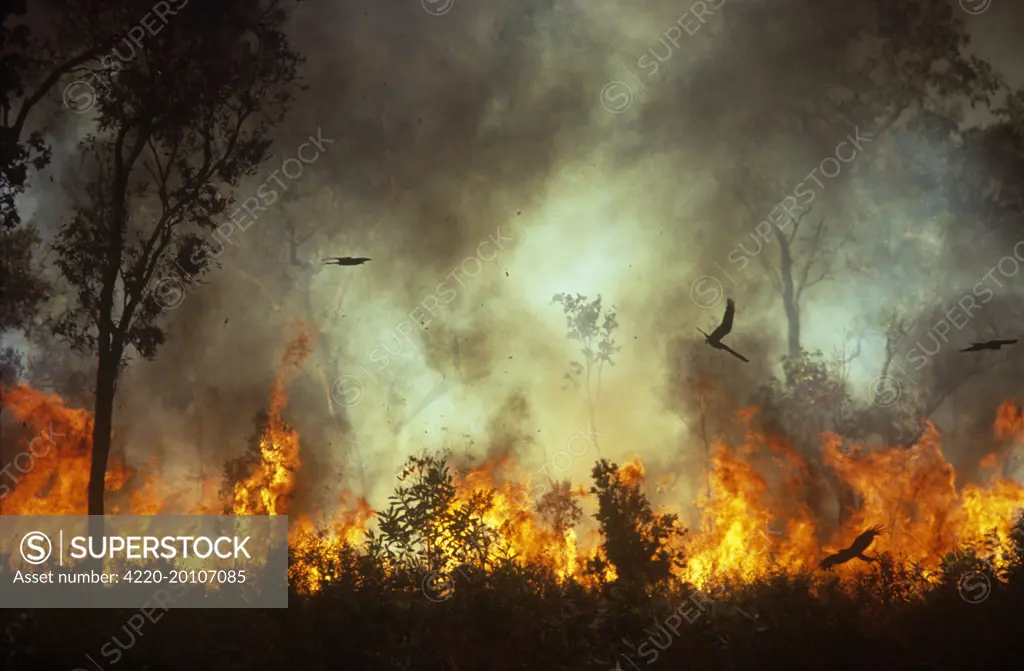 Bush Fire - Black kites chasing insects during bush fire (Milvus migrans). Kakadu National Park, Northern Territory, Australia.