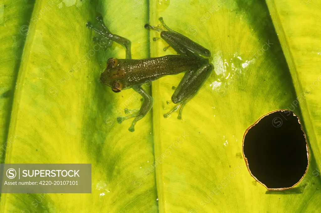 Jade Tree Frog - cliging to leaf  (Rhacophorus dulitensis). Borneo.