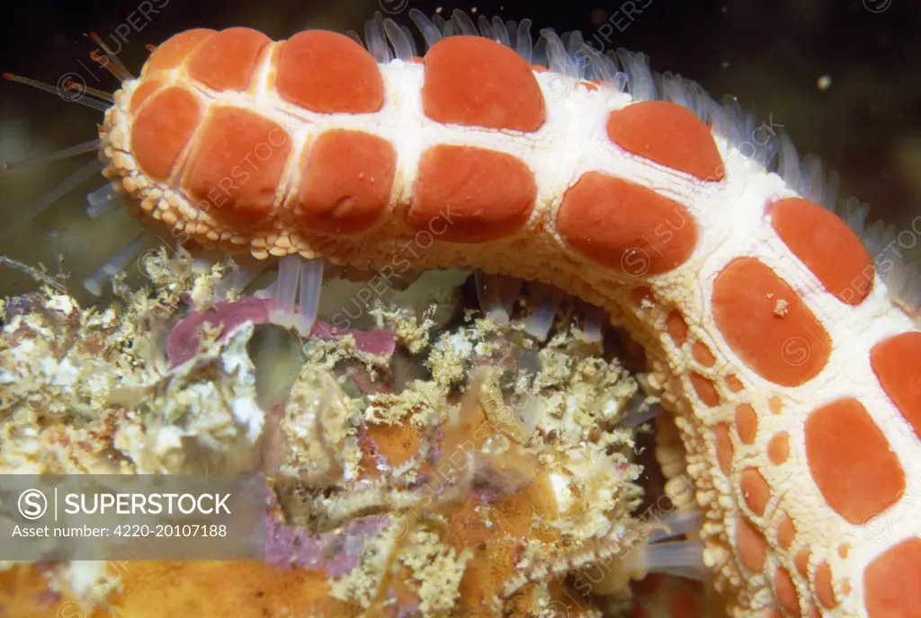 Starfish - close-up of arm with papulae (Pentagonaster duebeni). South Australia.