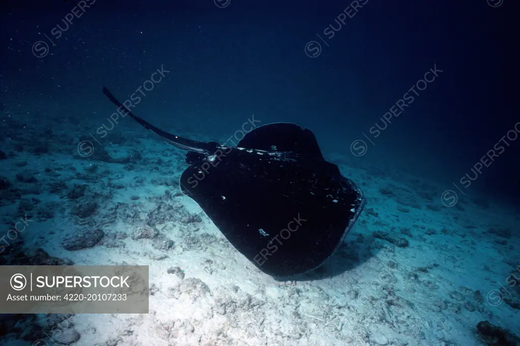 Black Stingray / Cowtail ray  (Dasyatis sephen). alternative Latin is Pastinachus sephen.