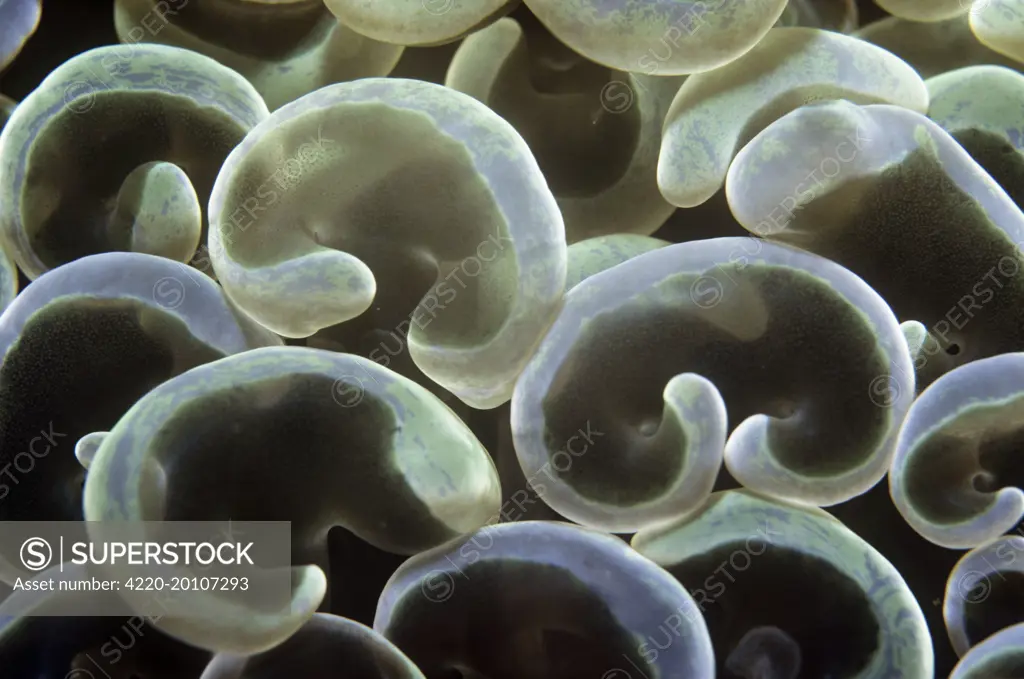 Stony Coral - hard coral polyps (Euphyllia ancora). Indo Pacific. Also known as: bouquet corals, frogspawn corals, grape corals, vase corals and zigzag corals.