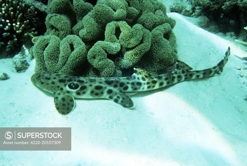 Epaulette Shark  (Hemiscyllium ocellatum). Great Barrier Reef.