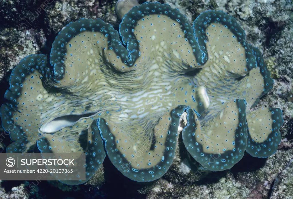 Tridacna / Small Giant CLAM - showing incurrent and excurrent siphon valves. The pigmentation of the mantle is caused by iridophores - pigment cells. It feeds on algae. (Tridacna maxima). Indo-Pacific. A bivalve mollusc. Distribution: Found in East Africa; India; China; Australia; southeast Asia and the islands of the pacific.