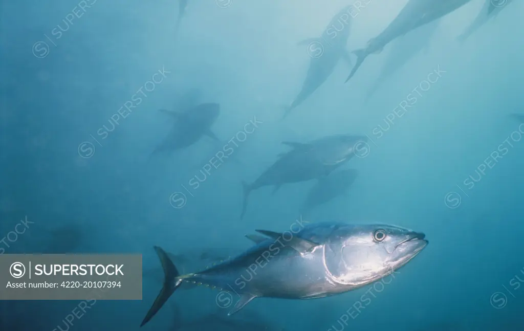 Southern Bluefin TUNA - shoal (Thunnus maccoyii ). South Australia.