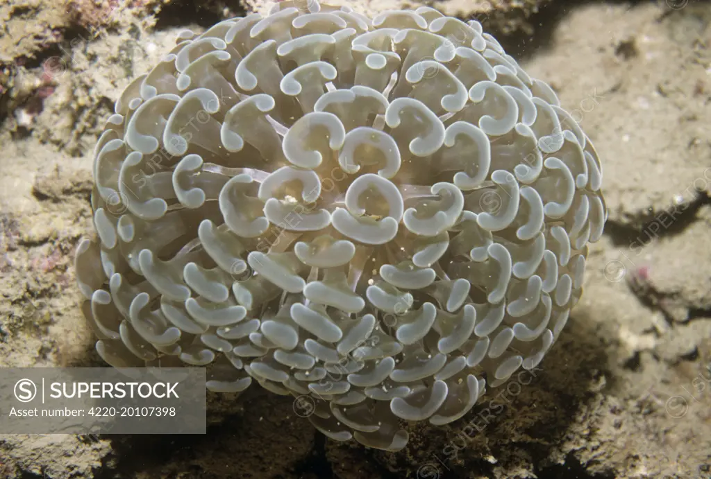 Stony / Hard Coral (Euphyllia ancora). Indonesia. also known as: bouquet corals, frogspawn corals, grape corals, vase corals and zigzag corals.