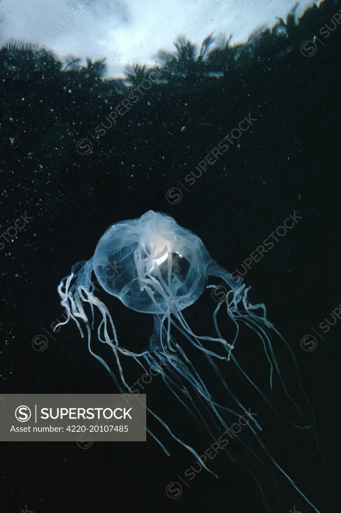 Stinging Box JELLYFISH / Sea Wasp - underwater (Chironex fleckeri). Magnetic Island, Queensland, Australia. Distribution: Northern Australia, tropical Indo-West Pacific and SE Asia. Found at river mouths, estuaries and in coastal waters. Their sting is powerful and can be fatal to human beings.