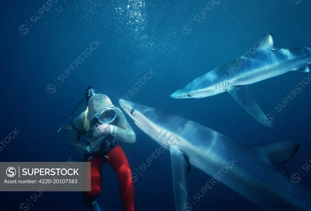 Oceanic Blue Shark - Diver testing Chain Mail / Stainless Steel mesh protective Suit (Prionace glauca). Eastern Pacific. Distribution: Tropical and Temperate waters, Worldwide.