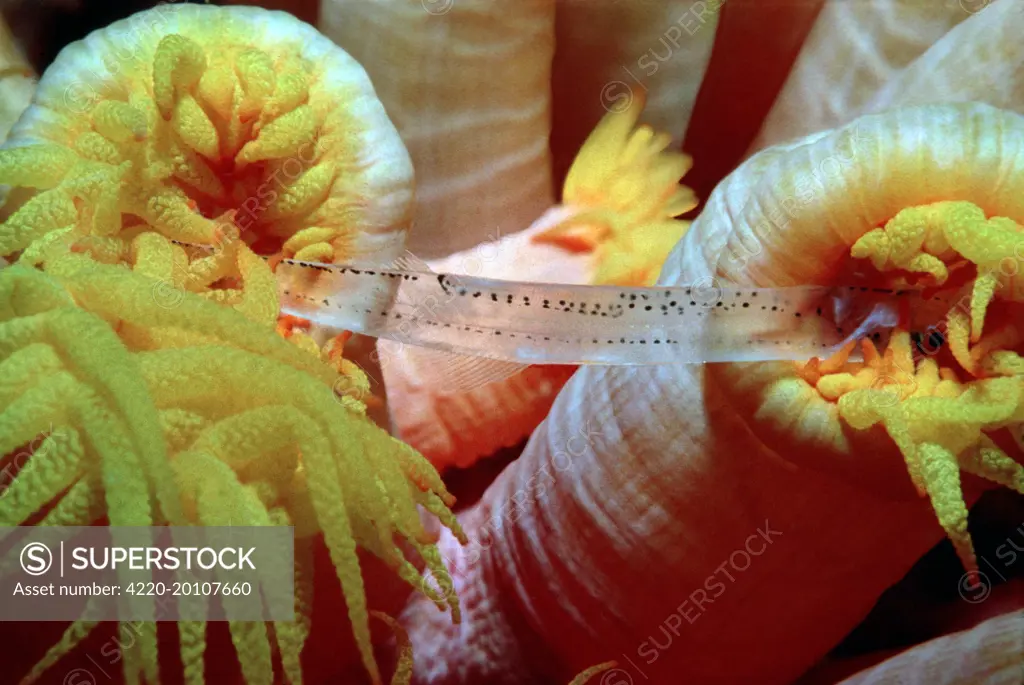 Coral polyps - Two polyps fighting over small fish, night. (Tubastrea faulkneri). Heron Island, Great Barrier Reef, Australia.