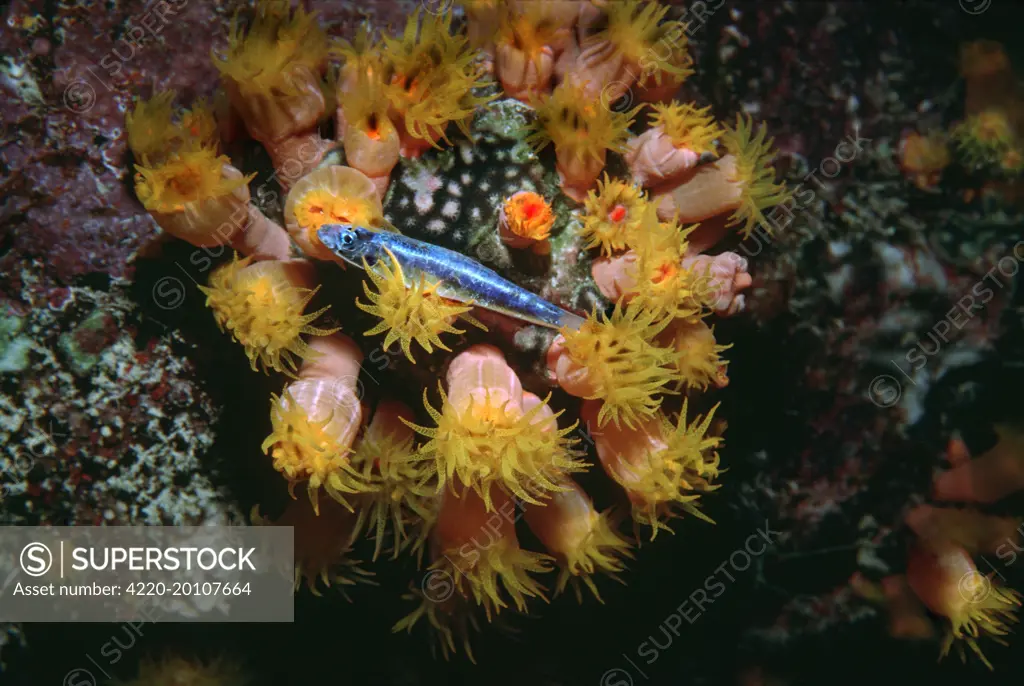 Coral polyp - Night, Polyp stinging small fish to death before devouring it. (Tubastrea faulkneri). Heron Island, Great Barrier Reef, Australia.