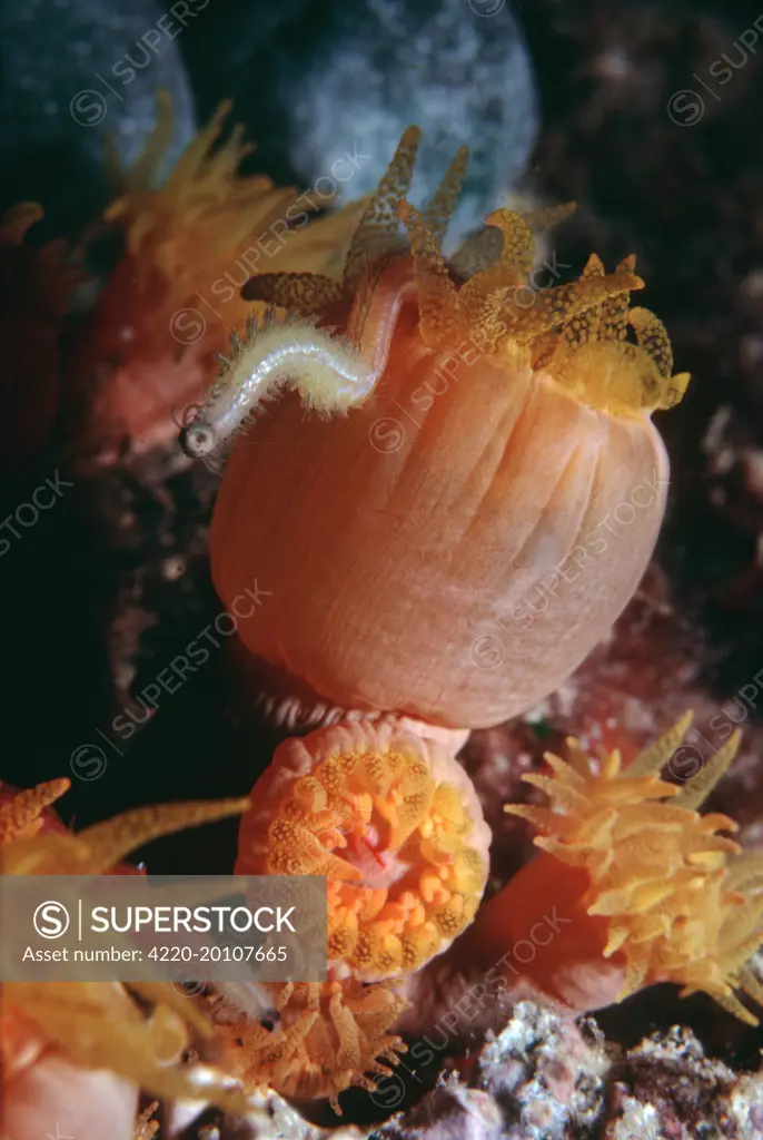 Coral polyps - Night. Feeding on polychate worm (Tubastrea faulkneri). Heron Is. Great Barrier Reef. Australia. Coral polyps are carnivours. They feed on other animals.