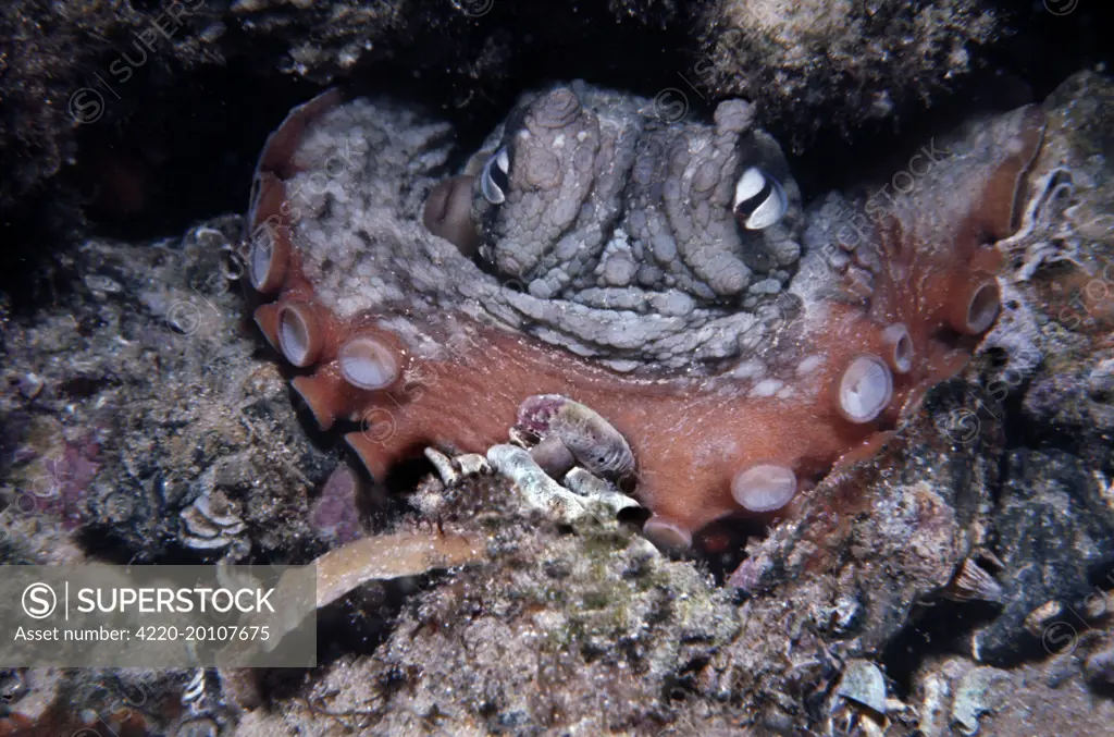 Common Sydney OCTOPUS - close-up, endemic (Octopus tetricus). Sydney Harbour, Australia. It feeds on shellfish and small crabs which it drills and poisons before eating the paralyised contents, gives toxic bite. Females eat the male after mating.