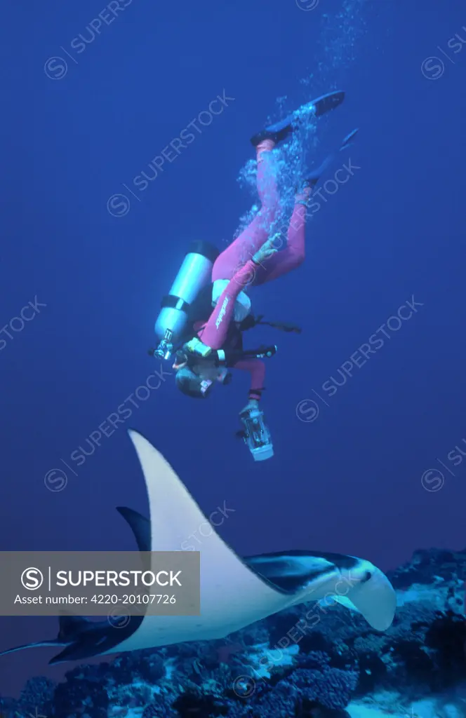 Manta Ray - Diver Valerie Taylor filming a Manta ray, The beautiful rays carry no sting barb and are harmless to man.  (Manta birostris). French Polynesia. Indo-Pacific.