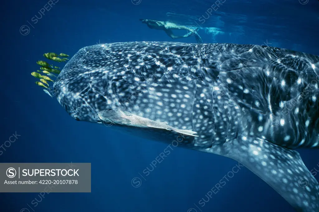 Whale Shark - with pilot fish and Remora / Sucker Fish and with