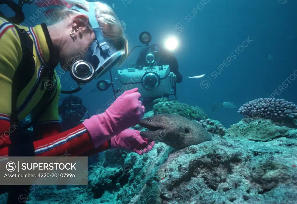 Giant Moray Eel - called Harry, and Valerie Taylor being filmed for an IMAX documentary by Ron Taylor. 1975 (Gymnothorax javanicus). Heron Island, Great Barrier Reef, Australia.