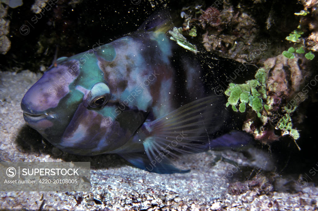 Parrotfish sleeping in the safety of it s sand spotted mucus