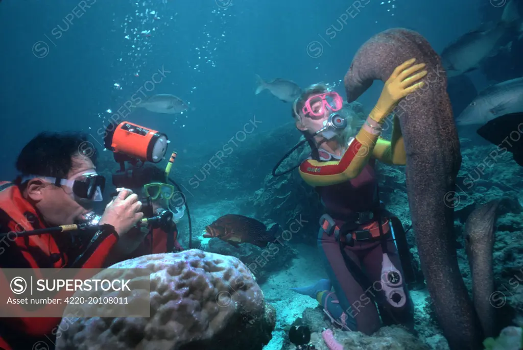 Moray eels - 'Harry' and 'Fang' with Valerie Taylor  (Gymnothorax javanicus). Heron Island, Great Barrier Reef. Australia.