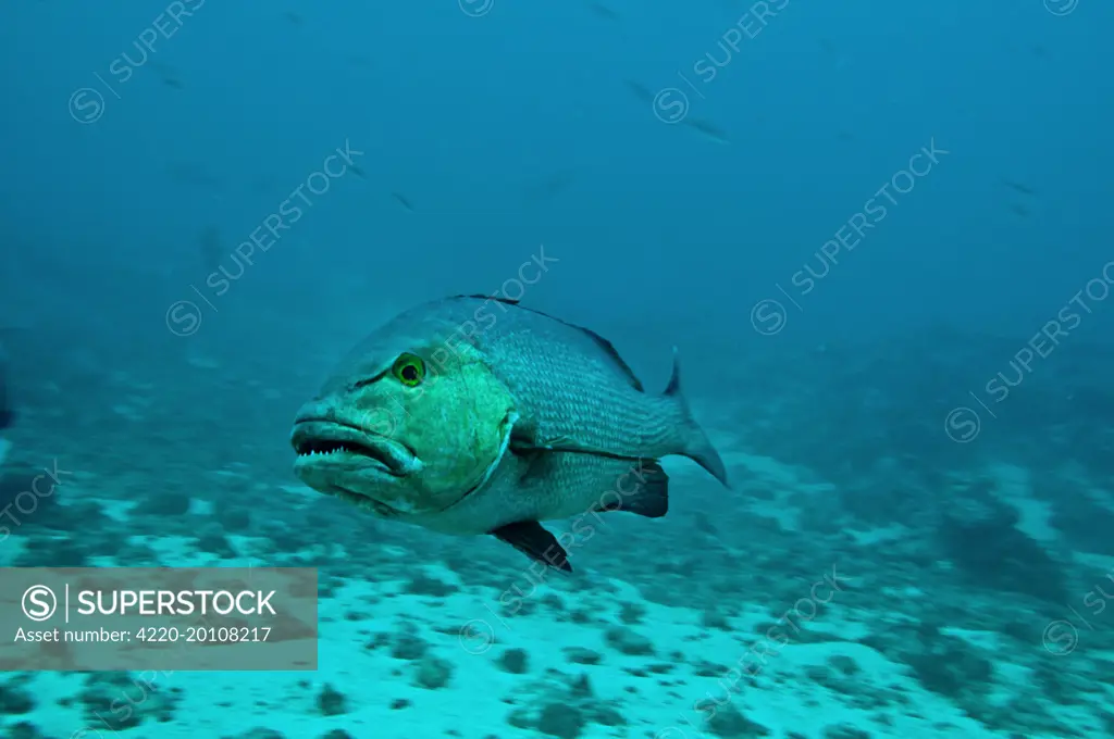 Red Snapper - showing teeth (Lujianus bohar). Fiji. Toxic Very aggressive.