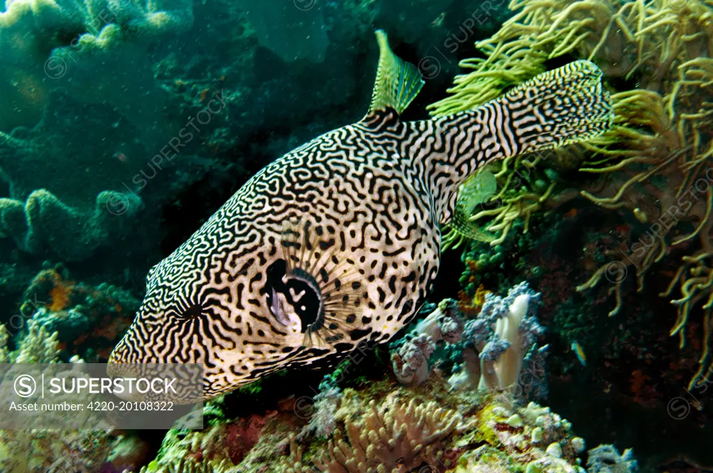 Map Puffer  (Arothron mappa). Indonesia.