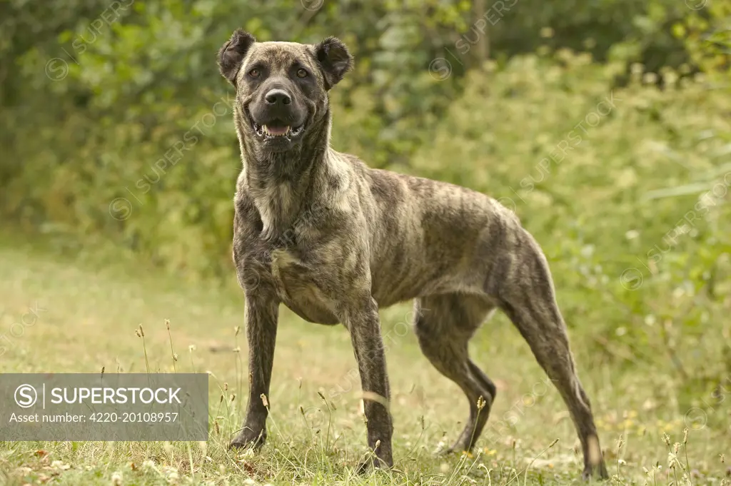 Dog - Cao de Fila de Sao Miguel / Azores Cattle Dog / Azoren Cattle Dog 