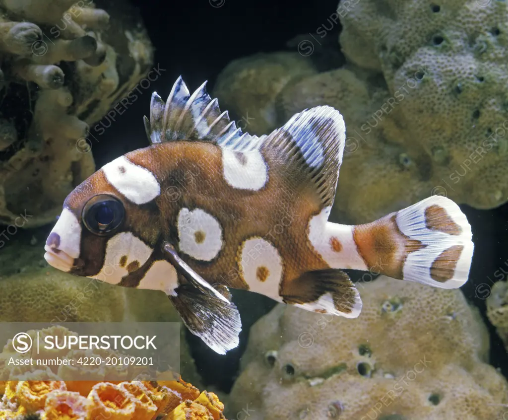 Harlequin Sweetlips FISH (Plectorhinchus chaetodonoides). Distibution: Maldives to Fiji, north to Ryuk, south to the Great Barrier Reef, Australia and New Caledonia.