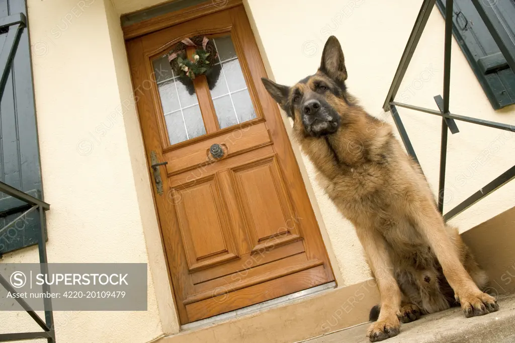 Dog - German Shepherd / Alsatian - sitting outside front door. Also known as: Deutscher Schaferhund.