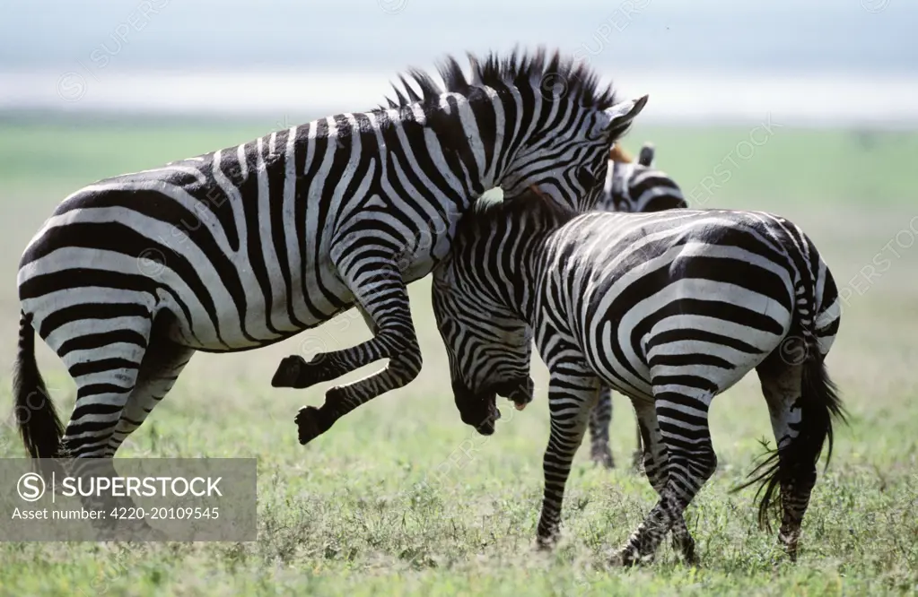 Boehm's / Grant's Zebra - fighting (Equus quagga boehmi). Africa. Latin formerly Equus burchelli boehmi.