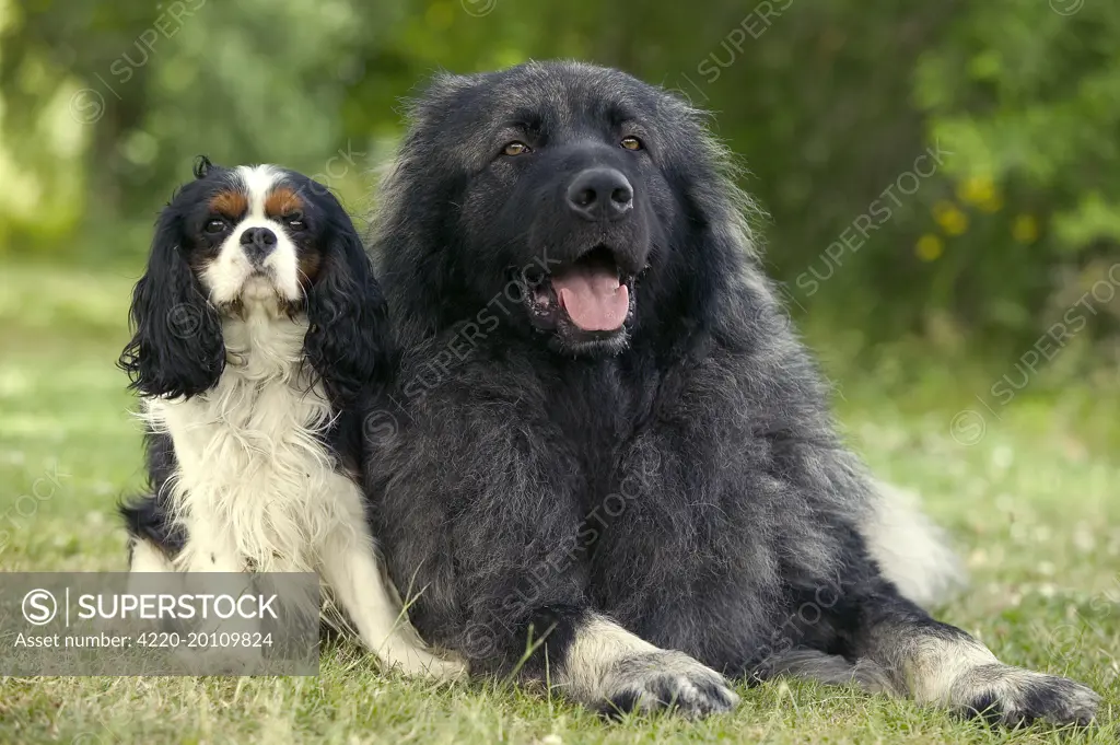 Cavalier king store charles spaniel newfoundland