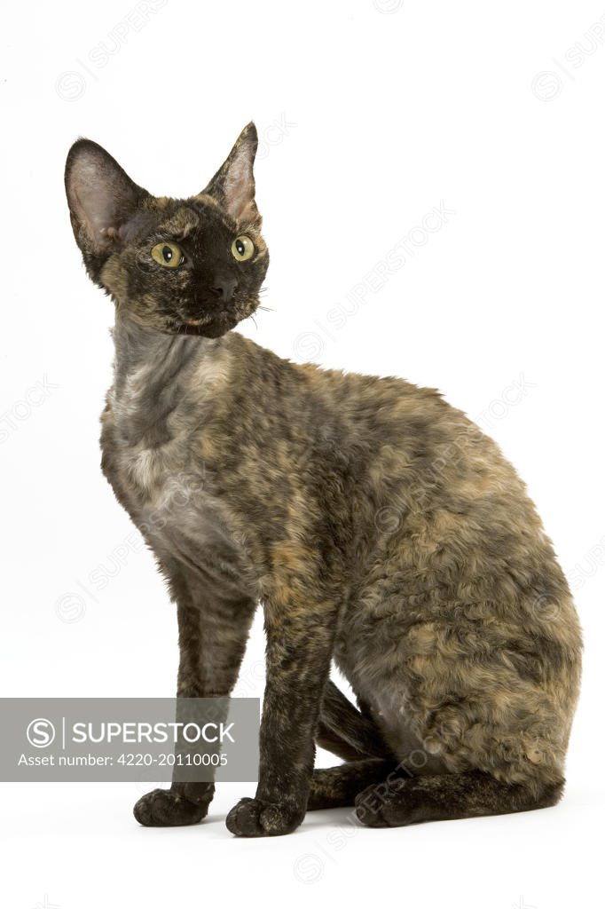 Tortoiseshell hot sale devon rex