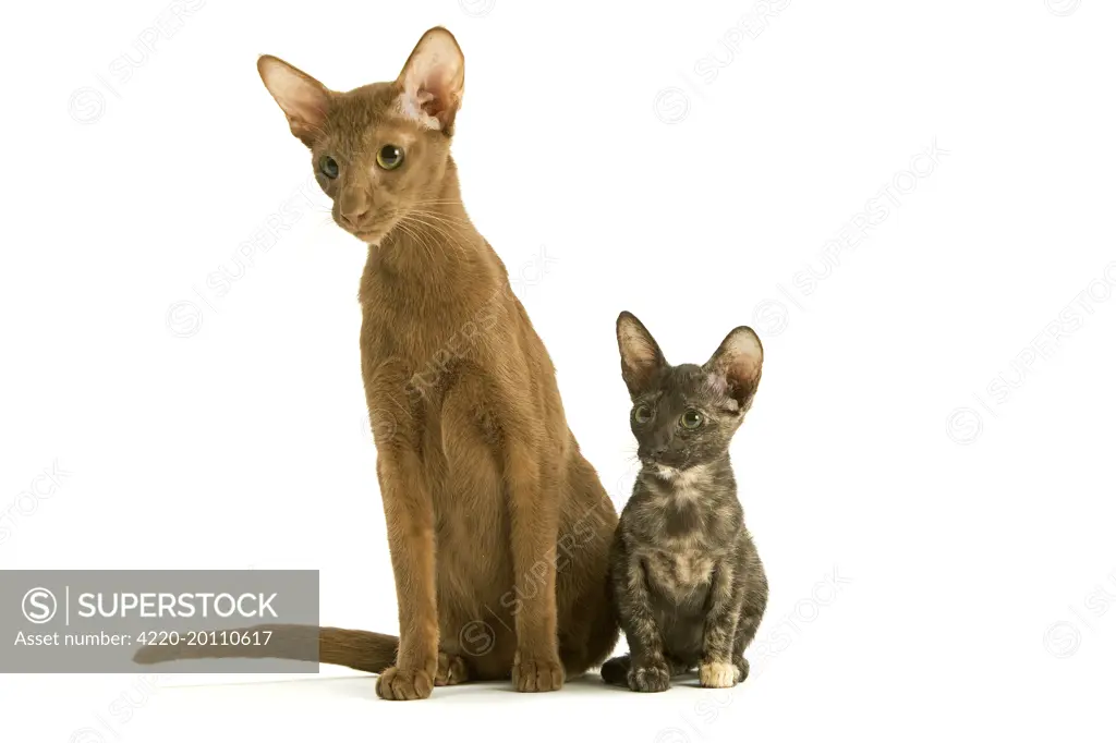 Cat - adult Oriental Cinnamon with Oriental Tortie kitten 