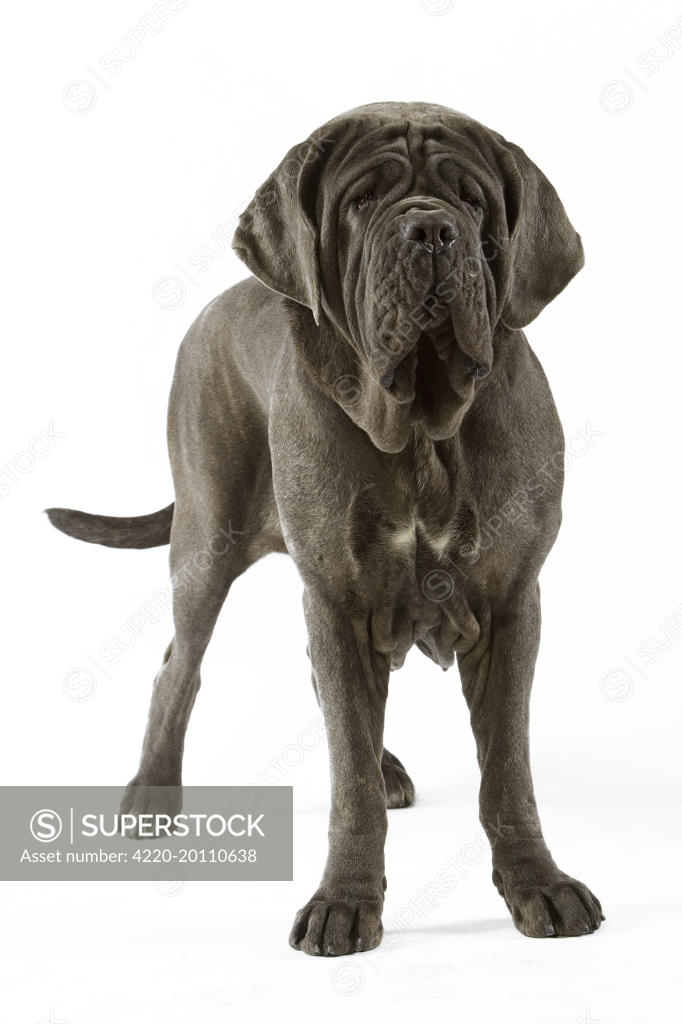 Mastino Napoletano Puppy, Stock Photo, Picture And Rights Managed