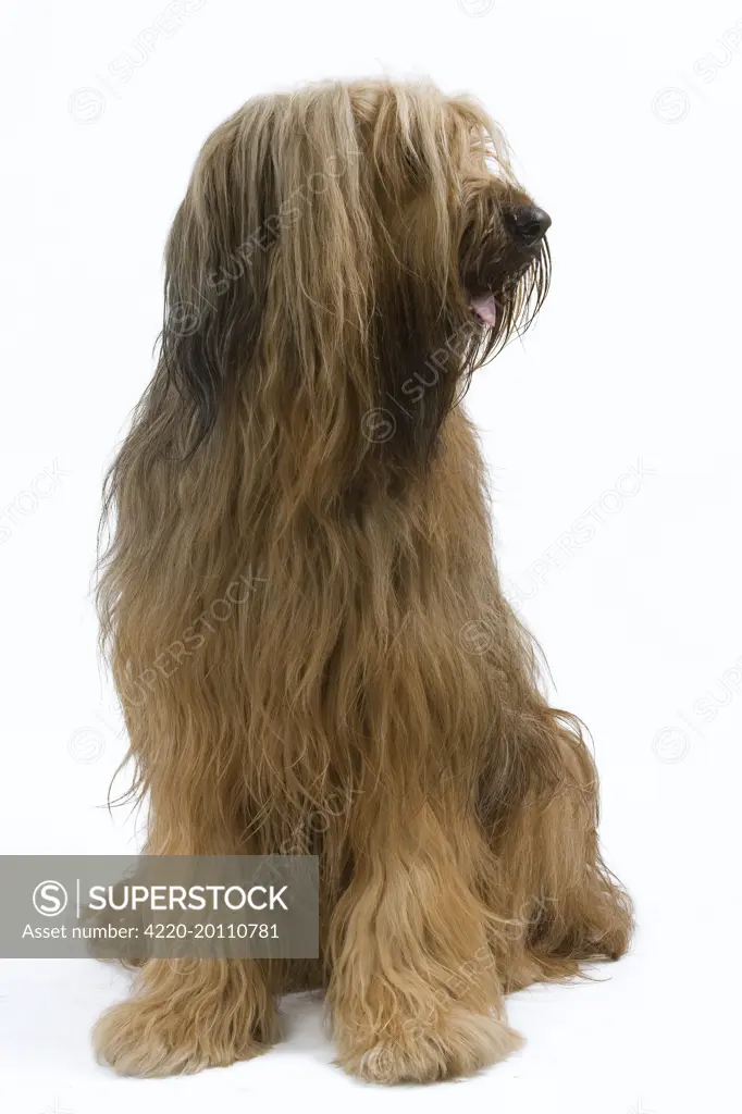 Dog - Briard / Berger de Brie 