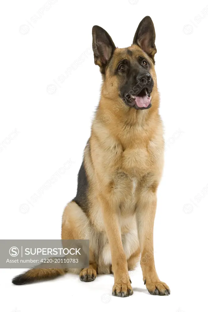 French german hot sale shepherd dog