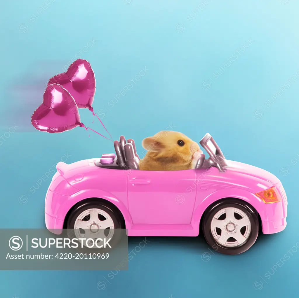 Hamster driving miniature sports convertible car with heart shaped balloons attached. Digitally manipulated image.