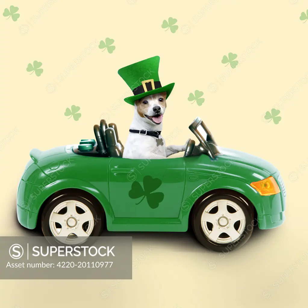 Dog - driving car - Saint Patrick's Day 