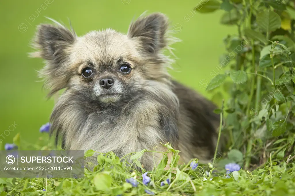 Dog - Long haired Chihuahua 